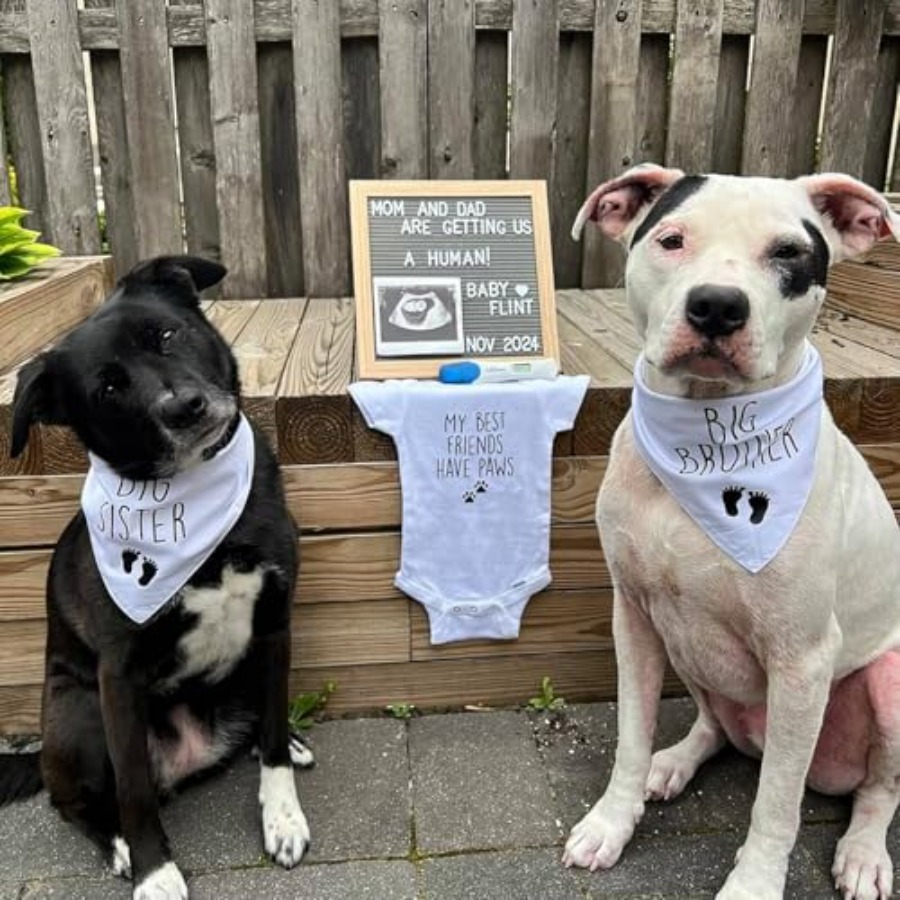 Blank Dog Bandanas Large-1PCS, - Bandana Blank White avis et prix